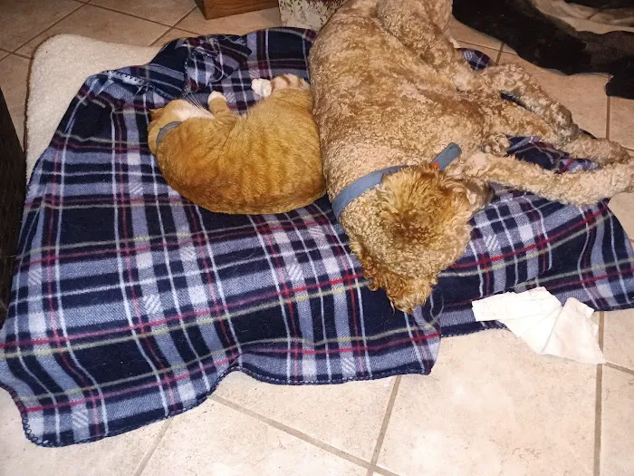 Fort Russell Veterinary Services Picture 6