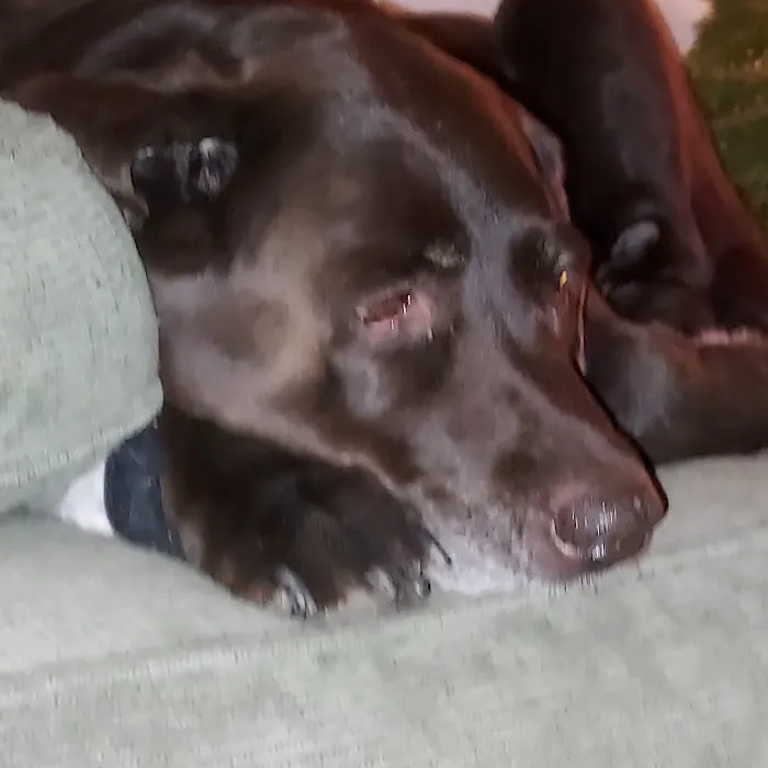 Fort Russell Veterinary Services Picture 3