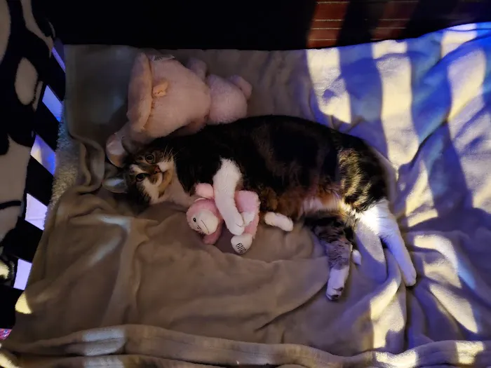 Fort Russell Veterinary Services Picture 5