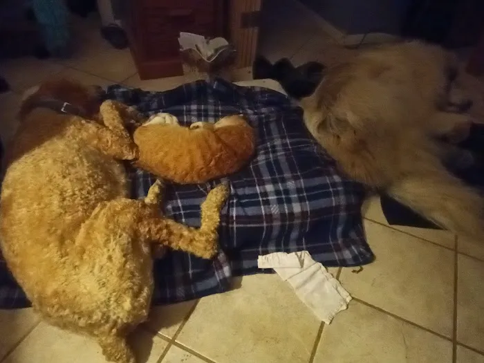 Fort Russell Veterinary Services Picture 4