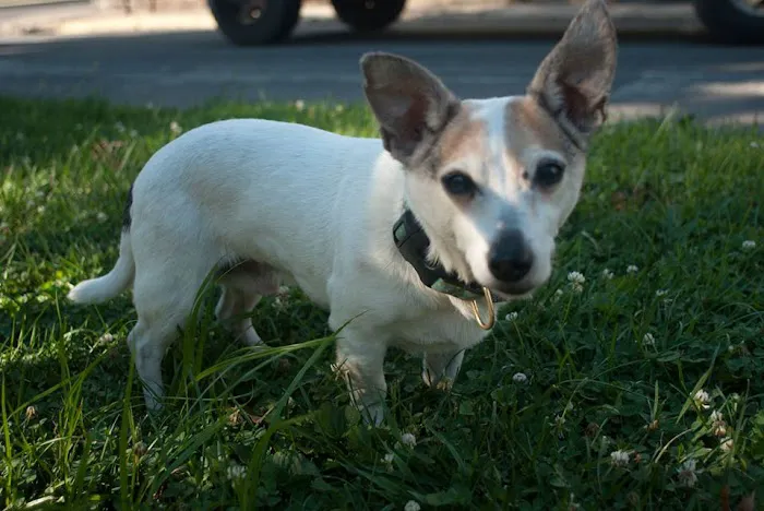 Fort Russell Veterinary Services Picture 7