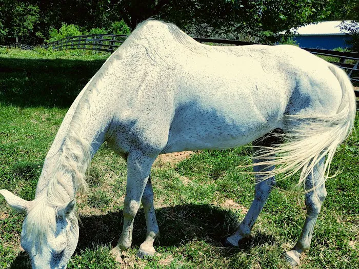 Fort Russell Veterinary Services Picture 9