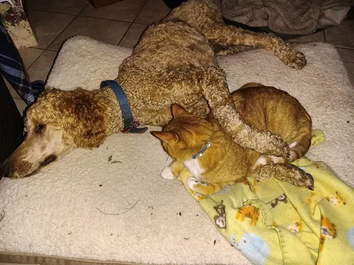 Fort Russell Veterinary Services Picture 10