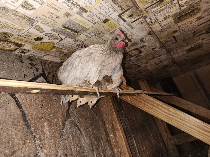 Fort Russell Veterinary Services Picture 8