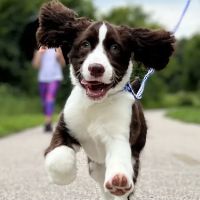 Edwardsville Pet Hospital ico