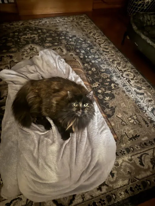 Edwardsville Pet Hospital Picture 2