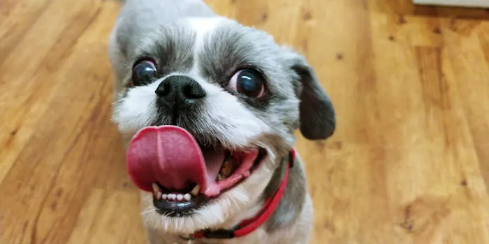 Edwardsville Pet Hospital Picture 7