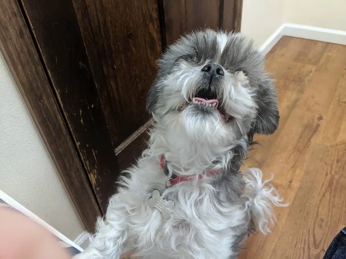 Edwardsville Pet Hospital Picture 6