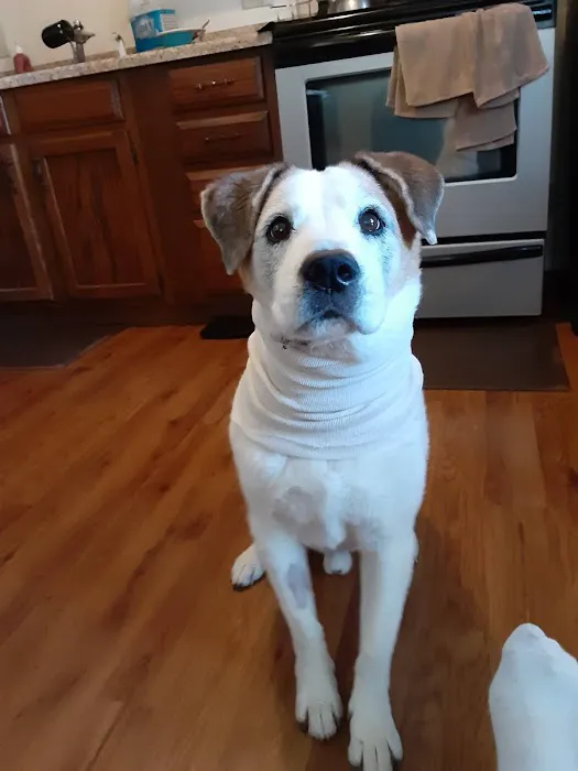 Edwardsville Pet Hospital Picture 8