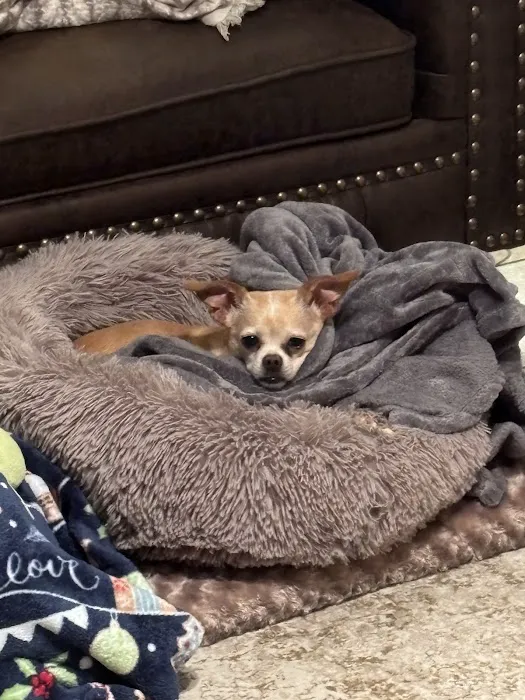 Edwardsville Pet Hospital Picture 10