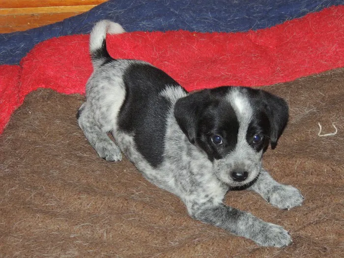 Rosewood Pet Hospital Picture 1