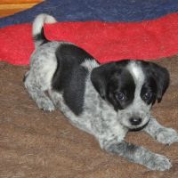 Rosewood Pet Hospital ico