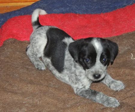 Rosewood Pet Hospital