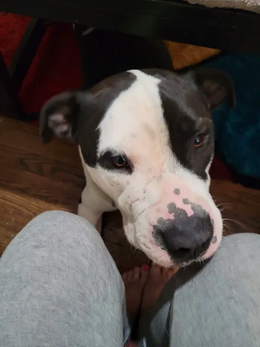 Cross Keys Animal Clinic Picture 2