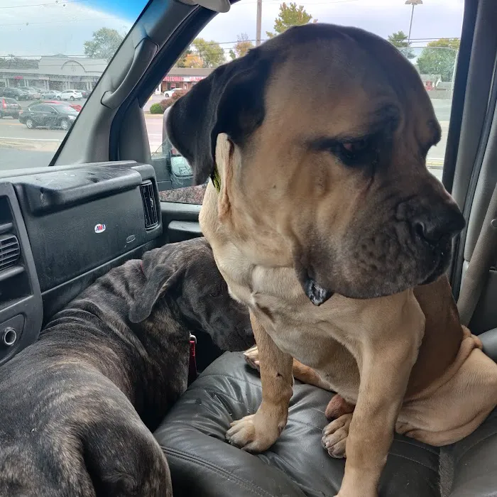 Cross Keys Animal Clinic Picture 4