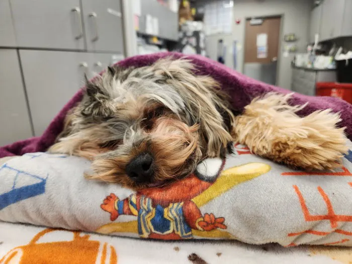 Cross Keys Animal Clinic Picture 6