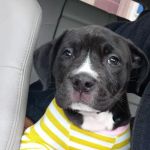 Banfield Pet Hospital