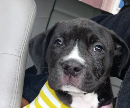 Banfield Pet Hospital