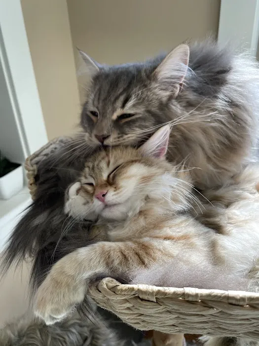 Cat Clinic of Iowa City Picture 1