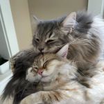 Cat Clinic of Iowa City