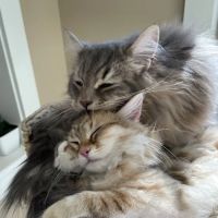 Cat Clinic of Iowa City ico