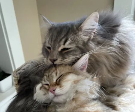 Cat Clinic of Iowa City