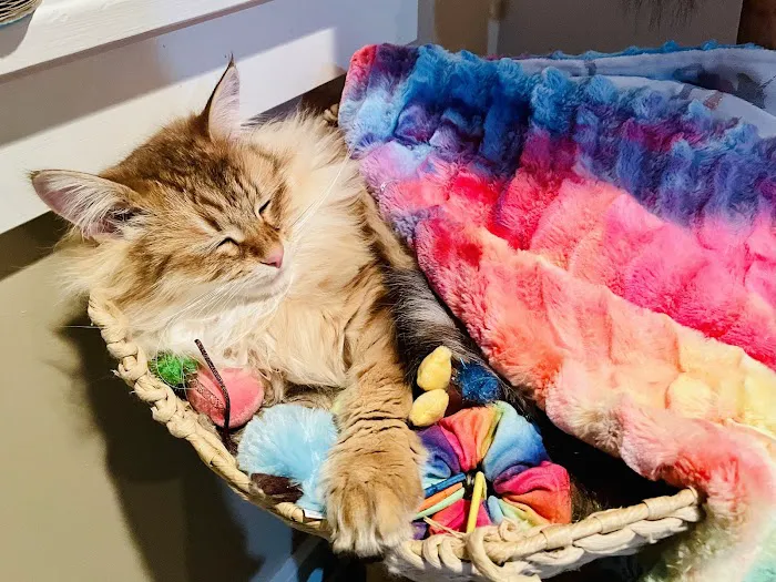 Cat Clinic of Iowa City Picture 2