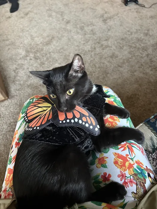 Cat Clinic of Iowa City Picture 3