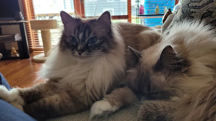 Cat Clinic of Iowa City Picture 7