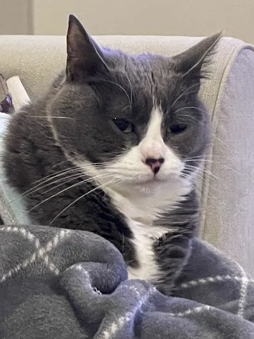 Cat Clinic of Iowa City Picture 5