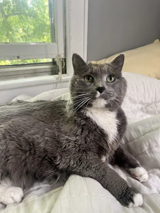 Cat Clinic of Iowa City Picture 8