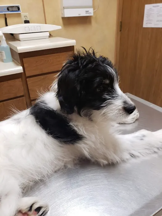 Eastside Pet Clinic Picture 2