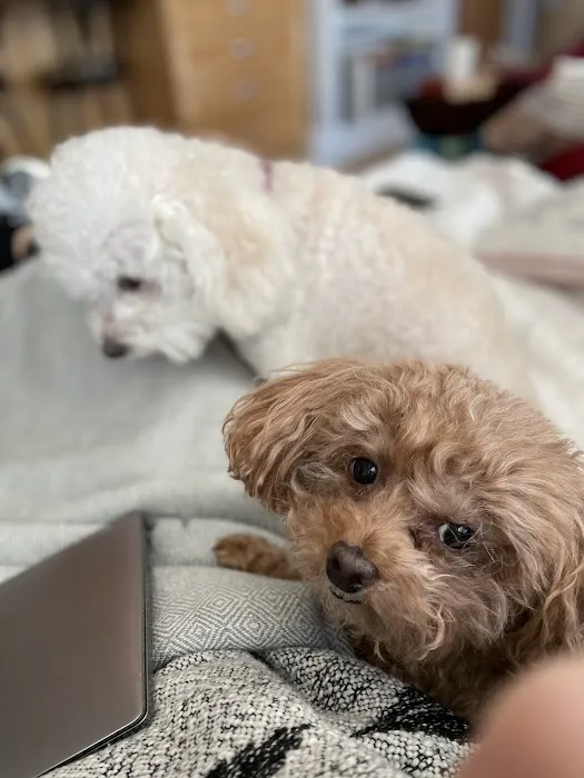 Animal Clinic Inc. Picture 1