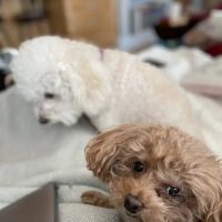 Animal Clinic Inc. ico