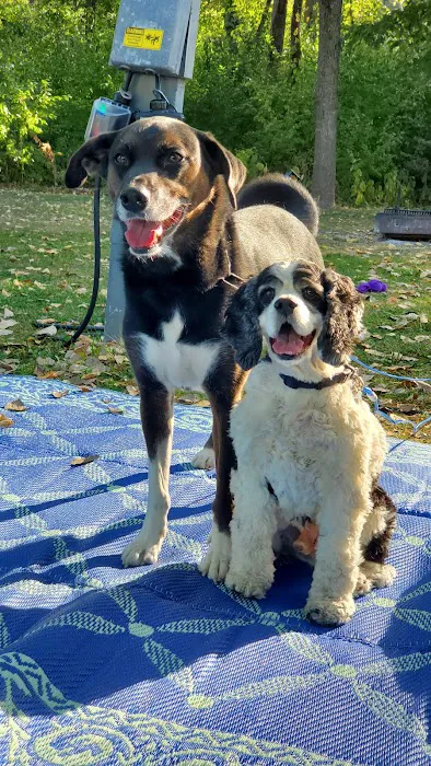 Animal Clinic Inc. Picture 3