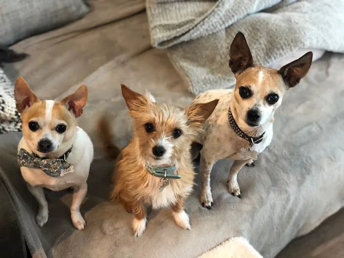 Animal Clinic Inc. Picture 2