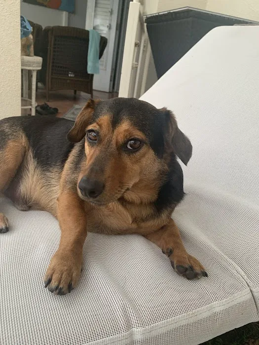 Animal Clinic Inc. Picture 5