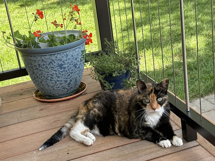 Animal Clinic Inc. Picture 4