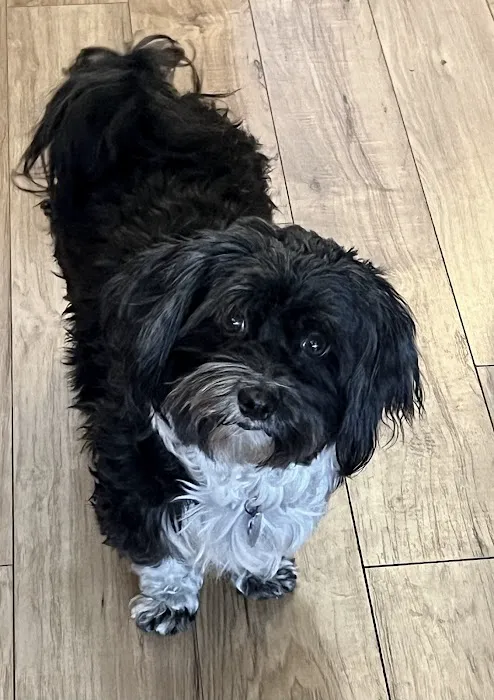 Animal Clinic Inc. Picture 6