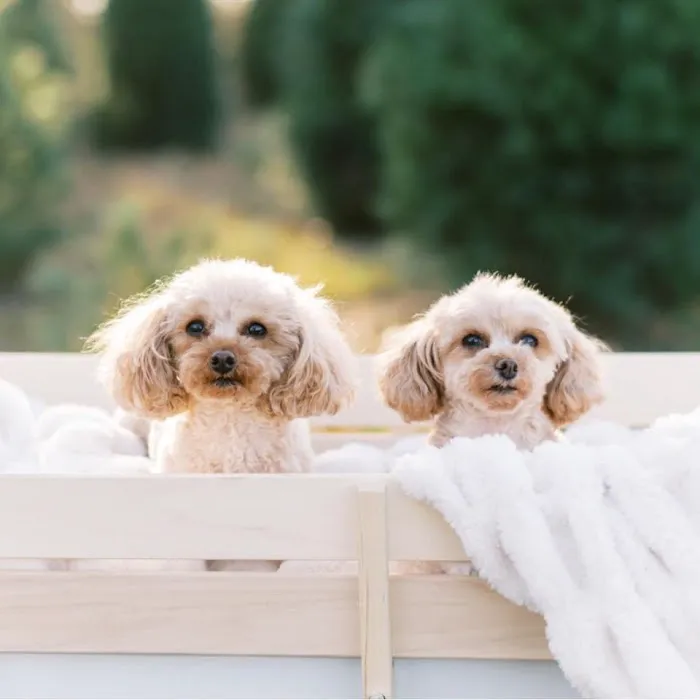 Animal Clinic Inc. Picture 8