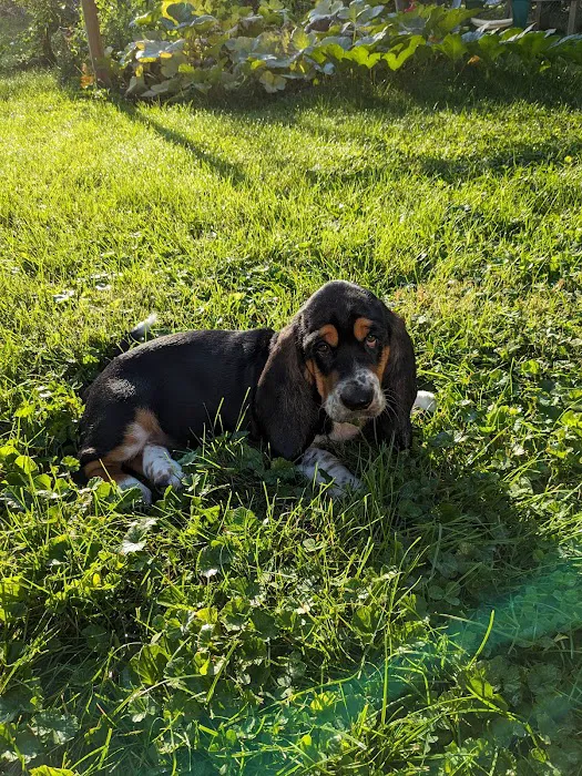 Animal Clinic Inc. Picture 10