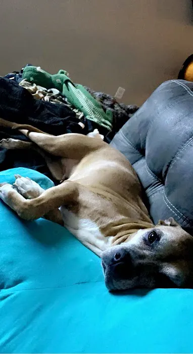 Veterinary Associates Picture 1