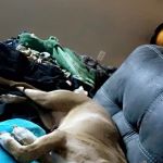 Veterinary Associates