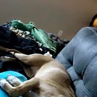 Veterinary Associates ico