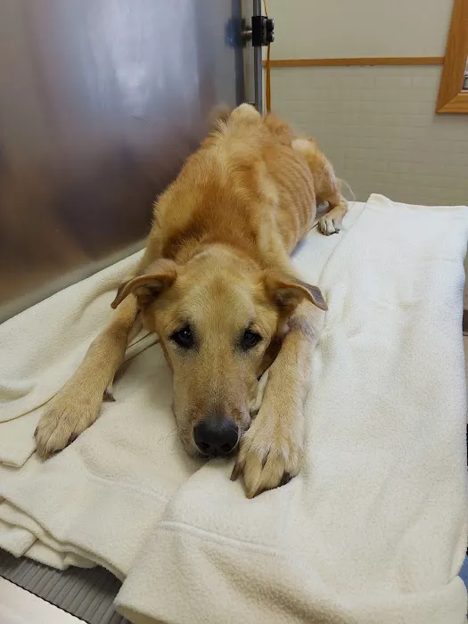 All Pets Veterinary Clinic Picture 1