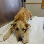 All Pets Veterinary Clinic