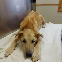 All Pets Veterinary Clinic ico