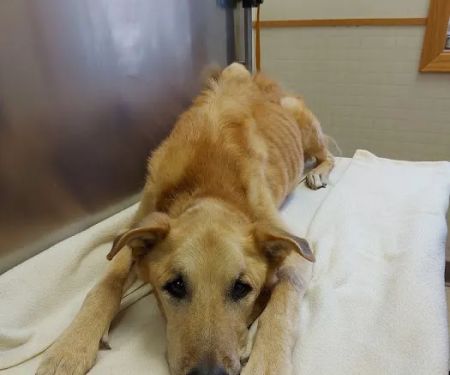 All Pets Veterinary Clinic