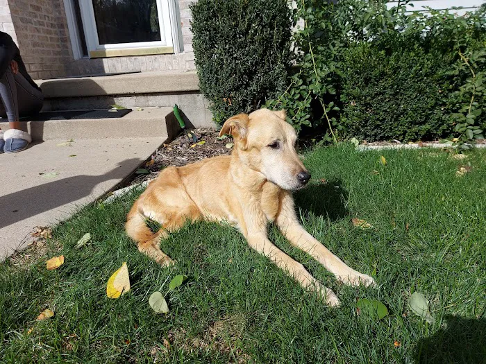 All Pets Veterinary Clinic Picture 4