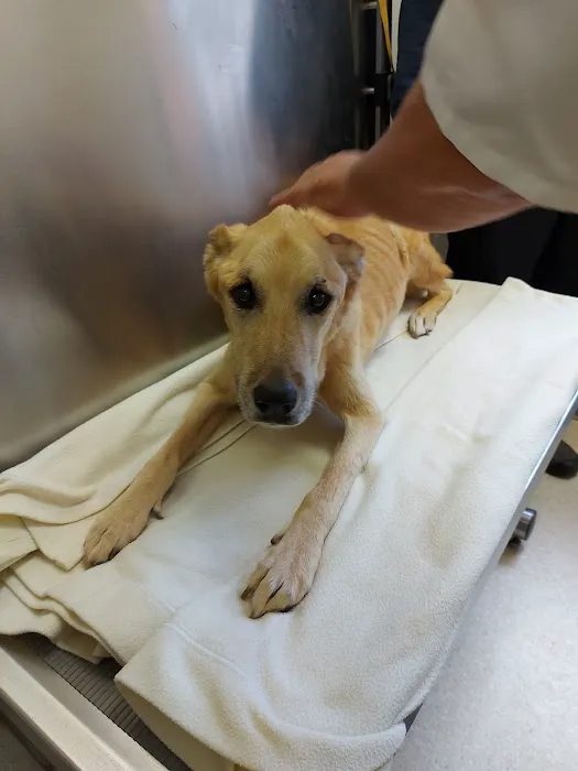 All Pets Veterinary Clinic Picture 2